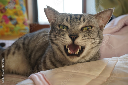 Bild auf Leinwand 泣いているサバトラ猫