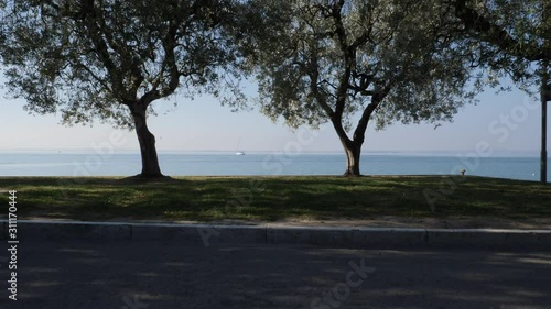 Two Olive Trees on the Lake. Garda Lake, Italy. photo