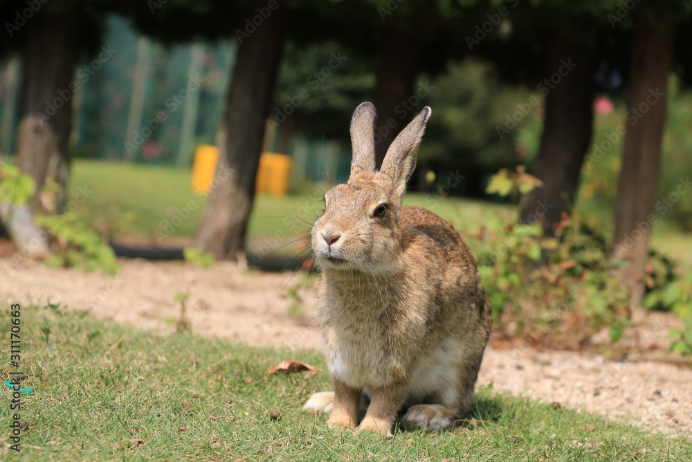 Fototapeta premium うさぎ島のうさちゃんシリーズ