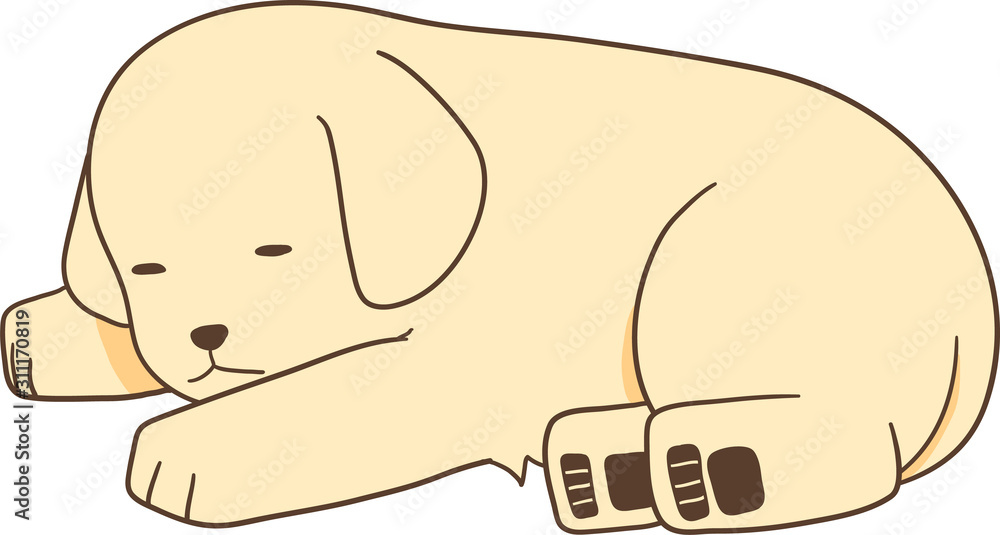 ゴールデンレトリバーの子犬（寝る/横になる2）