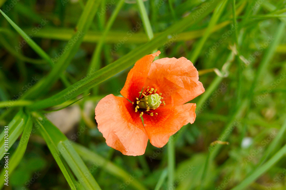 Fototapeta premium red poppy flower
