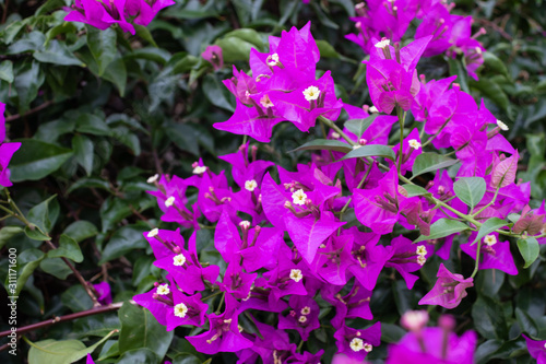 Blooming purple or violet bougainvillea flowers. Floral background