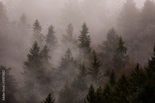 Waldlanschaft mit Nebel  Alpen in der Schweiz 