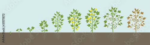 Crop stages of Cotton plant. Agricultural growth. Fertilizer Stage. Harvest Gossypium development animation progression. Vector infographic.