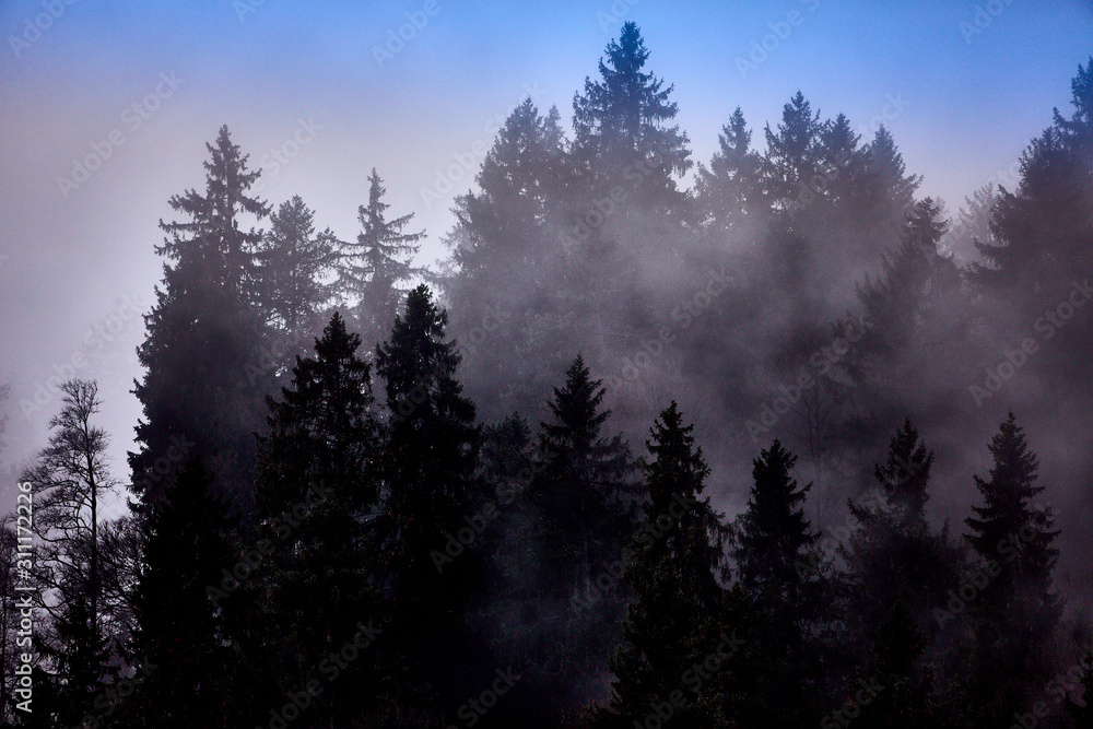 Waldlanschaft mit Nebel, Alpen in der Schweiz Waldlanschaft mit Nebel, Alpen in der Schweiz