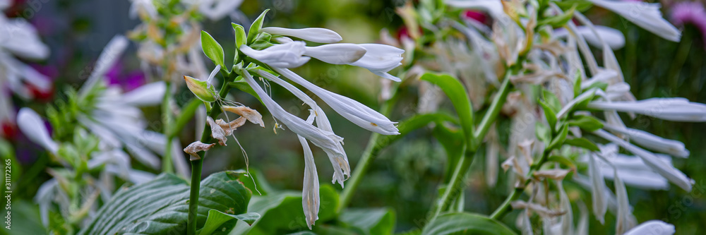 White bell-shaped flowers in the garden. White bell-shaped flowers in the garden.