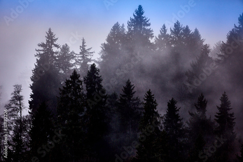 Waldlanschaft mit Nebel, Alpen in der Schweiz 