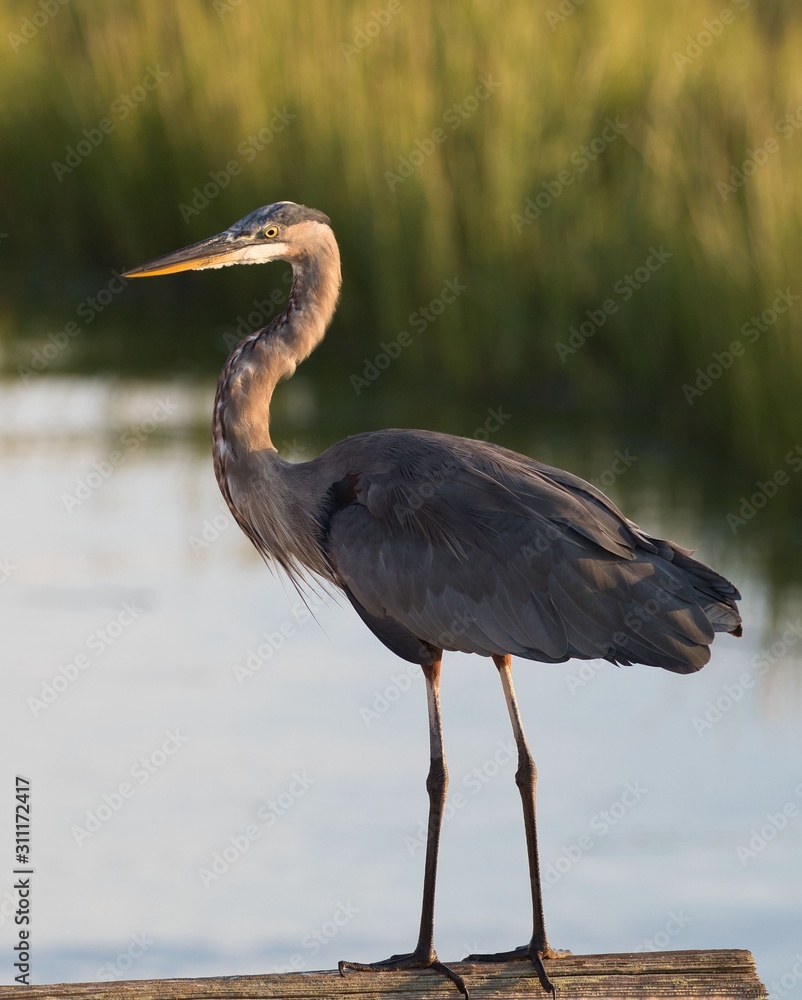 Fototapeta premium Great Blue Heron on the boardwalk