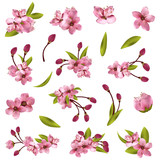 Vector cherry blossom tree elements for design. Vector illustration