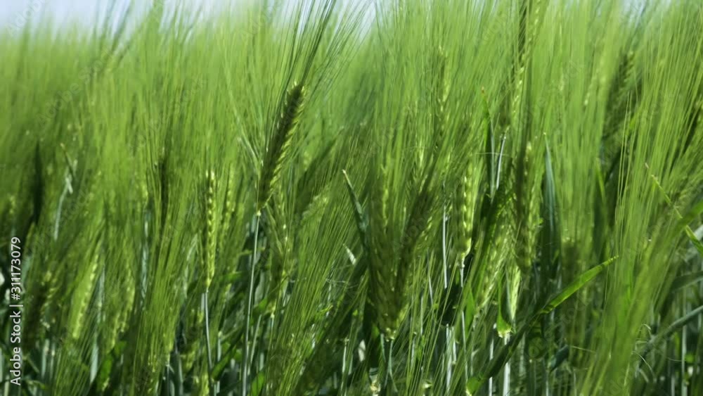 Close-up Field of beautiful spring rye and green wheat closeup for green industry. grass sways in the wind 4k Close-up Field of beautiful spring rye and green wheat closeup for green industry. grass sways in the wind 4k
