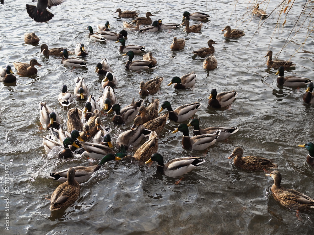Fototapeta premium hungry wild ducks fight for food in crowd at lake