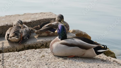 Ducks Sun Bath on Garda Lake, Italy. photo