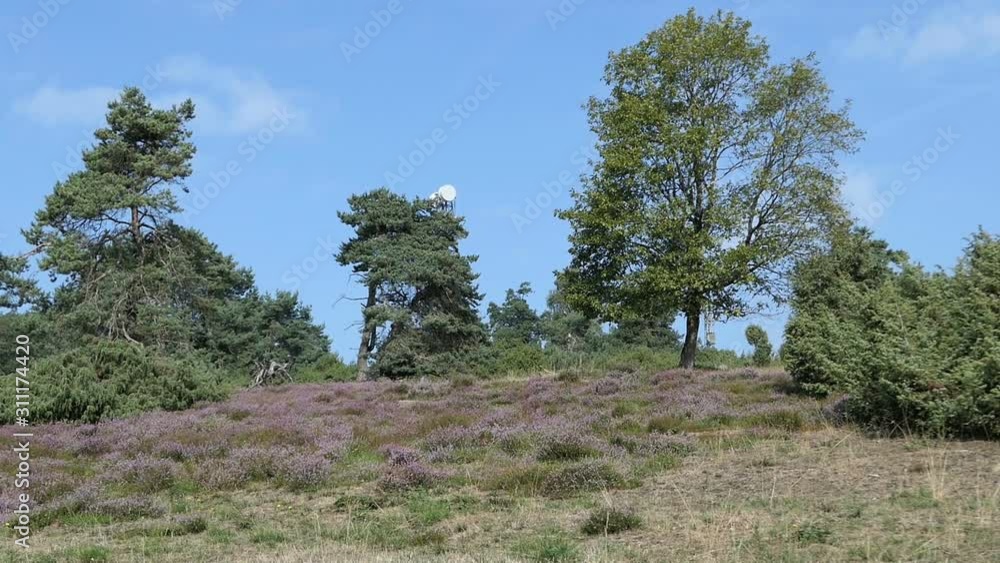 Heather blossom in Eifel region at Germany. Heather blossom in Eifel region at Germany.
