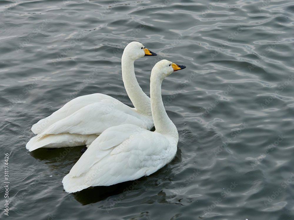 Whooper swan (Cygnus cygnus) on ice on Lake Tjörnin, Reykjavik, Iceland Whooper swan (Cygnus cygnus) on ice on Lake Tjörnin, Reykjavik, Iceland