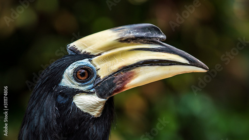 Close up image of Oriental pied hornbill with green background photo