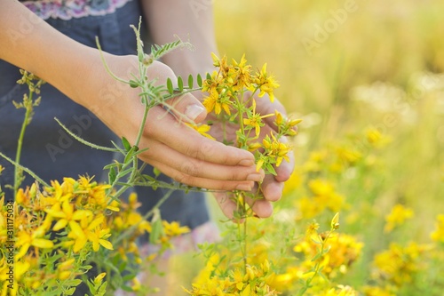 Yellow blooming St. John's wort hypericum in girls hand