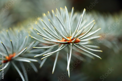 Selective focus. Macro. Branches of blue spruce.
