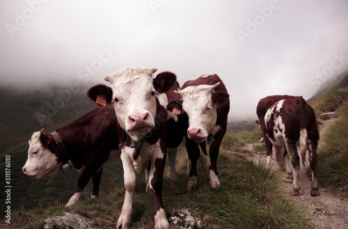 Cows in the clouds in Italy © Daniel