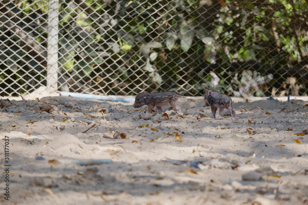 Obraz premium Wild boar in the zoo thailand