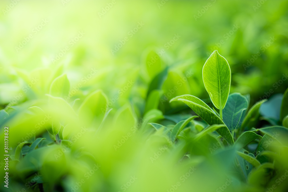 Closeup beautiful view of nature green leaves on blurred greenery tree background with sunlight in public garden park. It is landscape ecology and copy space for wallpaper and backdrop. Closeup beautiful view of nature green leaves on blurred greenery tree background with sunlight in public garden park. It is landscape ecology and copy space for wallpaper and backdrop.