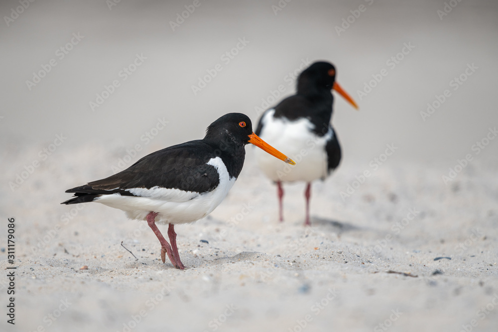 Naklejka premium Zwei Austernfischer am Strand