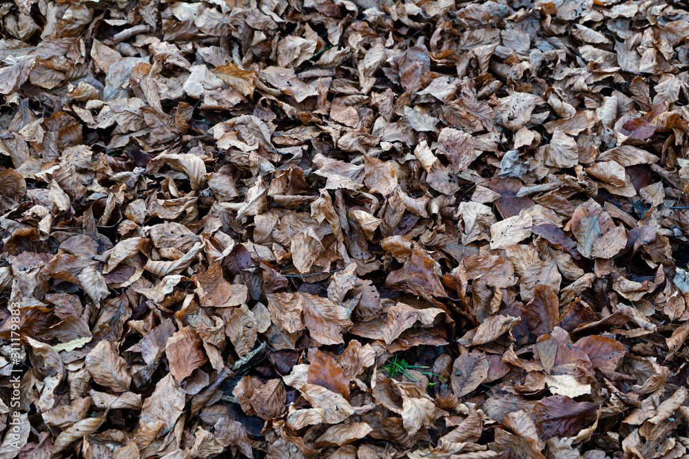 Feuille Feuille