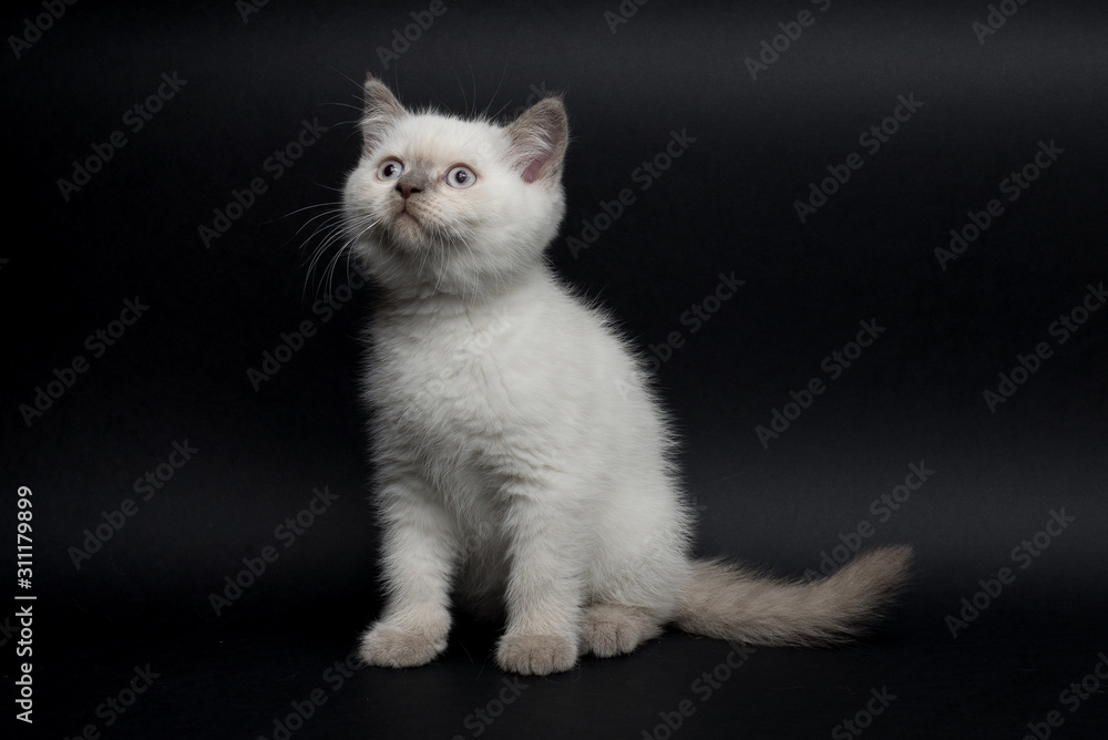 British short hair kitten on black background
