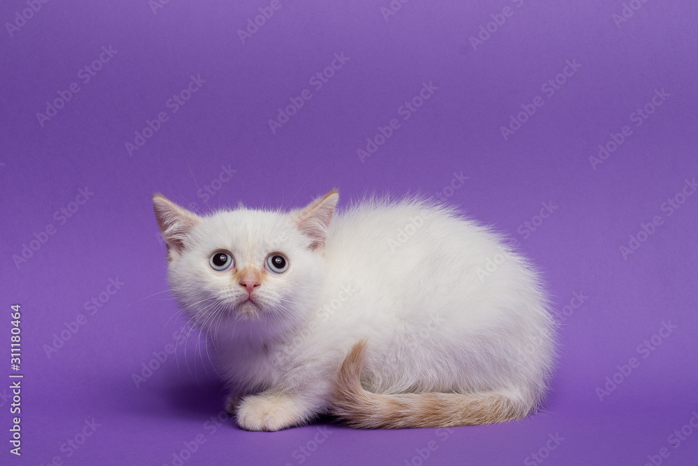 British short hair cat on purple background