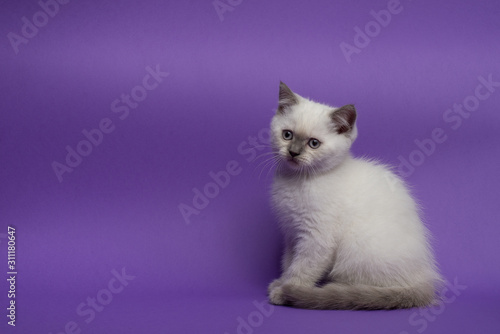British short hair cat on purple background