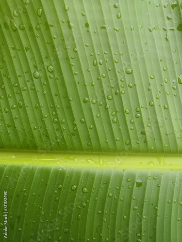 Fresh green banana leaf background with water droplets on the leaves