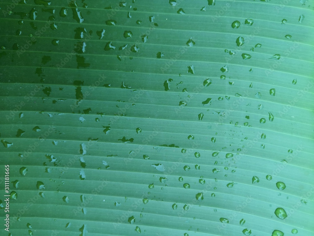 Obraz premium Fresh green banana leaf background with water droplets on the leaves
