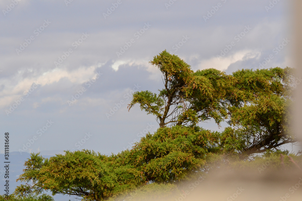 tree and sky tree and sky