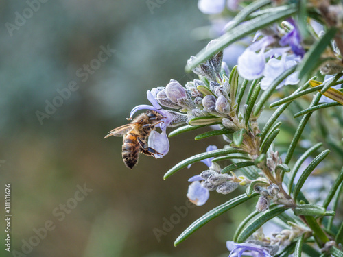 Honey Bee ( Hymenopterans ] on Lavender ( Lavandula angustifolia )