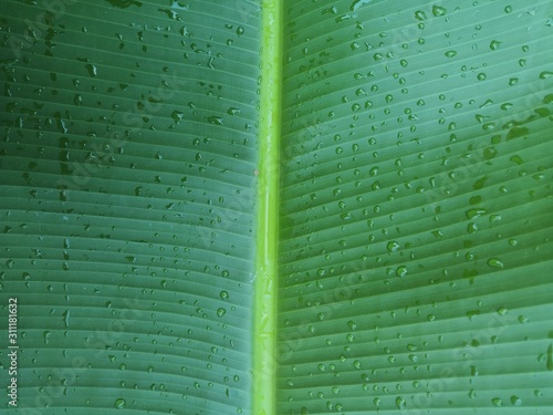 Fresh green banana leaf background with water droplets on the leaves photo