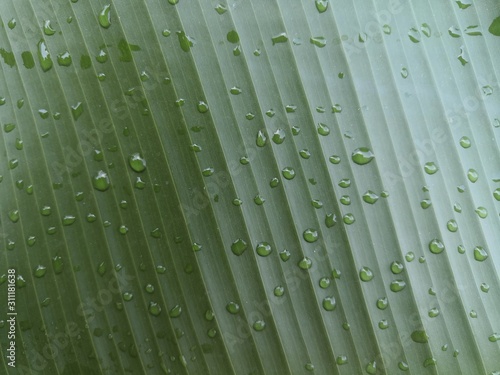 Fresh green banana leaf background with water droplets on the leaves photo