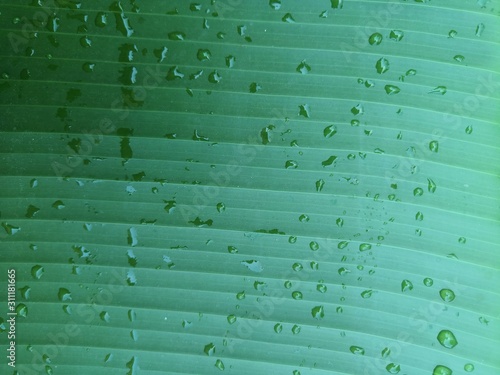 Fresh green banana leaf background with water droplets on the leaves photo