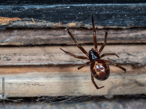 Noble false widow spider on a web. Taken at Night.