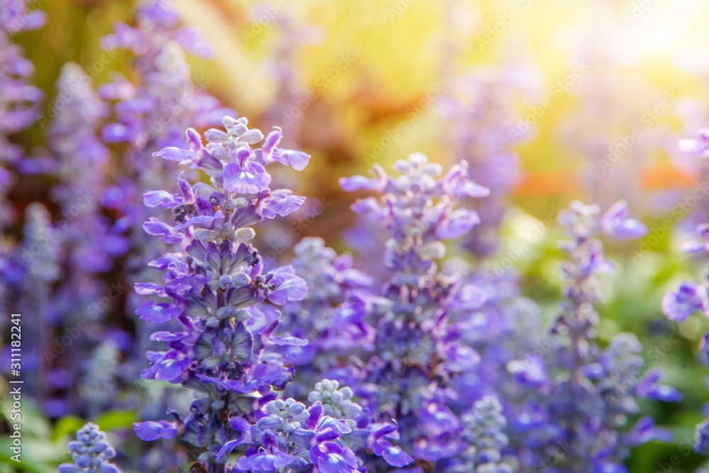 Obraz premium Beautiful Purple flower with glass flower and yellow blooming in garden when morning sun
