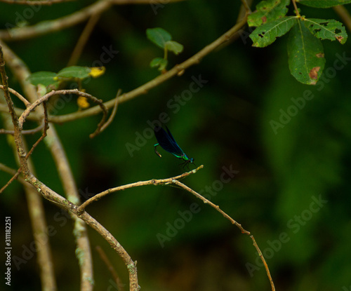 damselfly on a branch