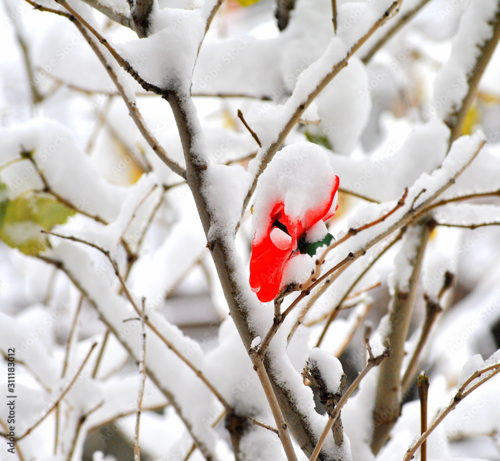 Fototapeta premium Winter snow in nature outdoors.