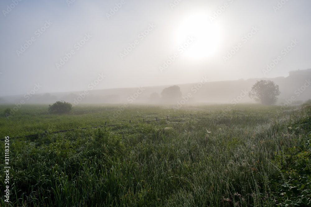 Green field with tall grass in the early morning with drops of dew and fog.