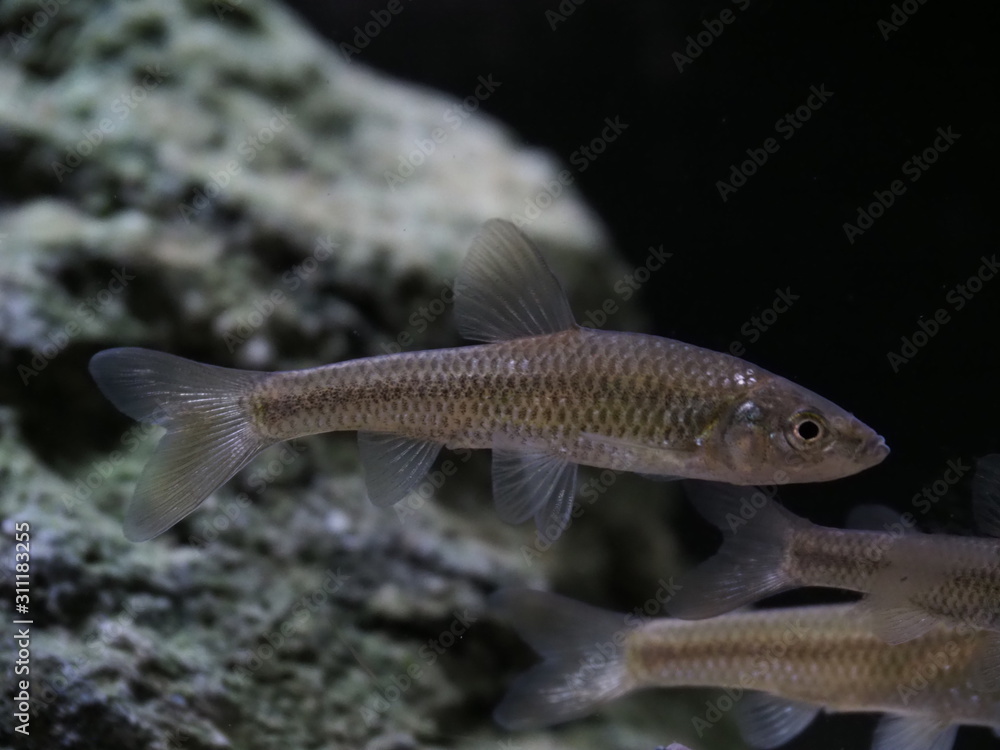 Naklejka premium モツゴ