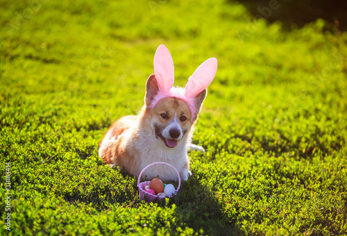 Fototapeta Naklejka Na Ścianę i Meble -  cute contented ginger Corgi dog puppy lies on a green meadow in pink Bunny ears with Easter egg basket in Sunny garden