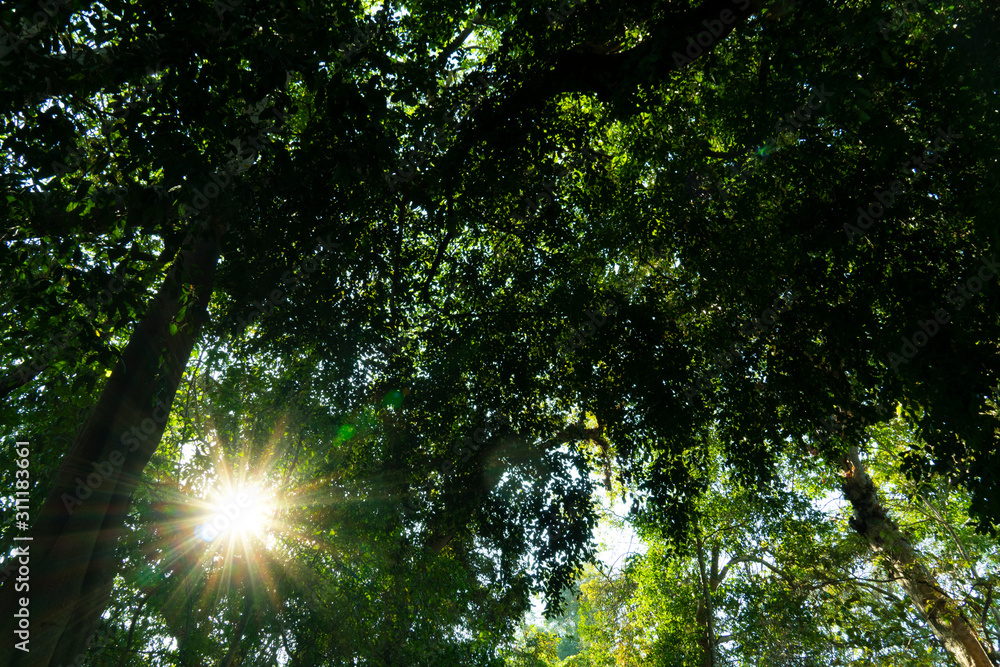 ๊ืInside of the forest covered with leaves and thick and light twigs survives. ๊ืInside of the forest covered with leaves and thick and light twigs survives.