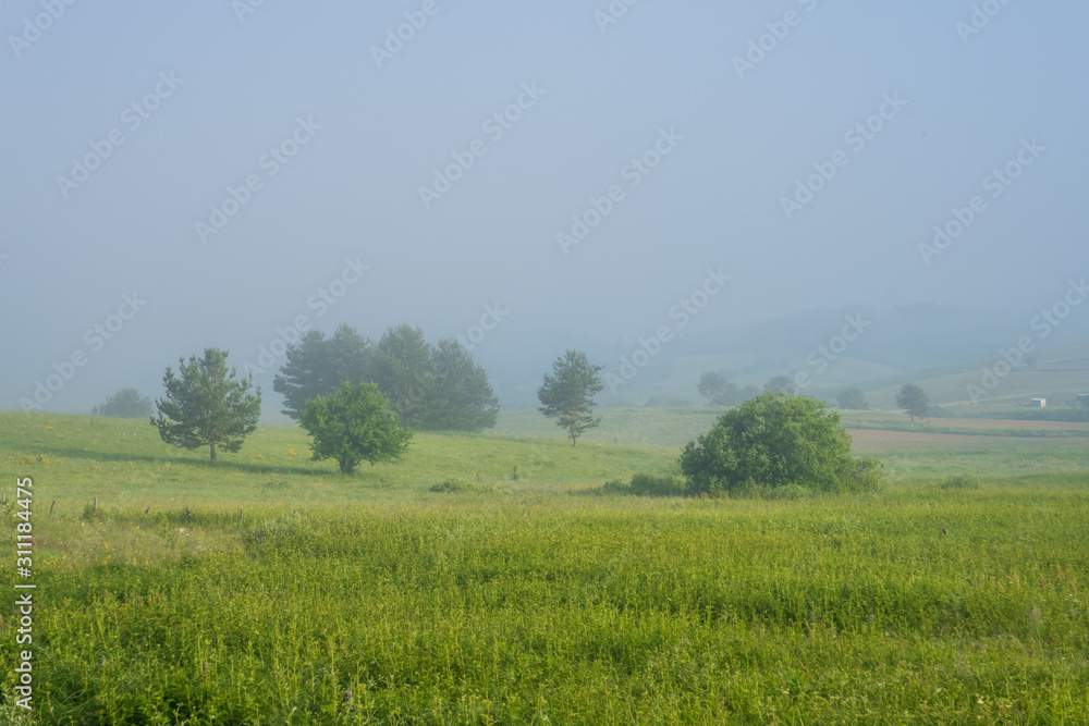 Green field with tall grass in the early morning with drops of dew and fog.