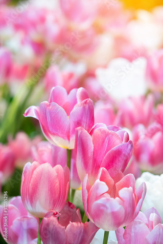 fresh natural tulips flower , tulips blooming in morning pink tulip in garden © SUPHANSA