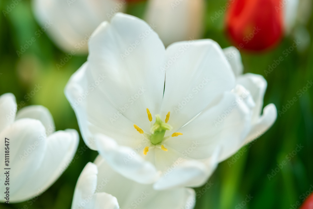 fresh natural tulips flower , tulips blooming in morning ,white tulip in garden fresh natural tulips flower , tulips blooming in morning ,white tulip in garden