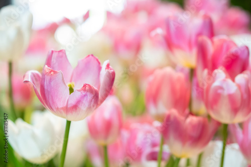 fresh natural tulips flower   tulips blooming in morning pink tulip in garden