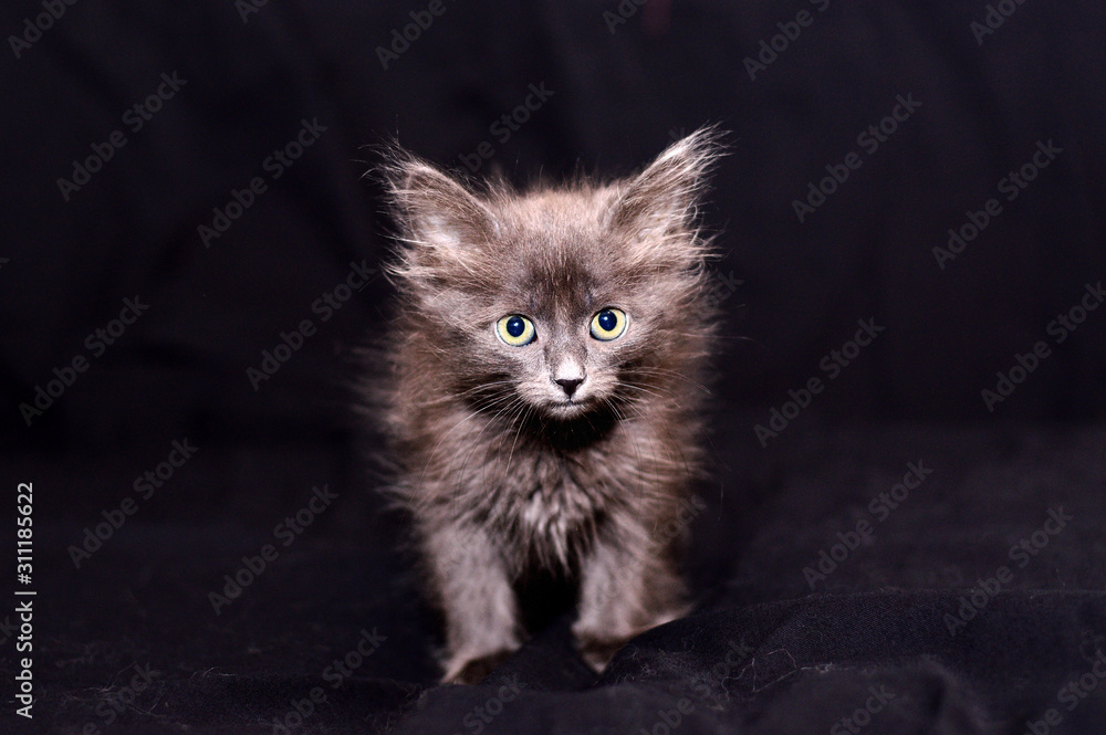 gray fluffy kitten on a black background