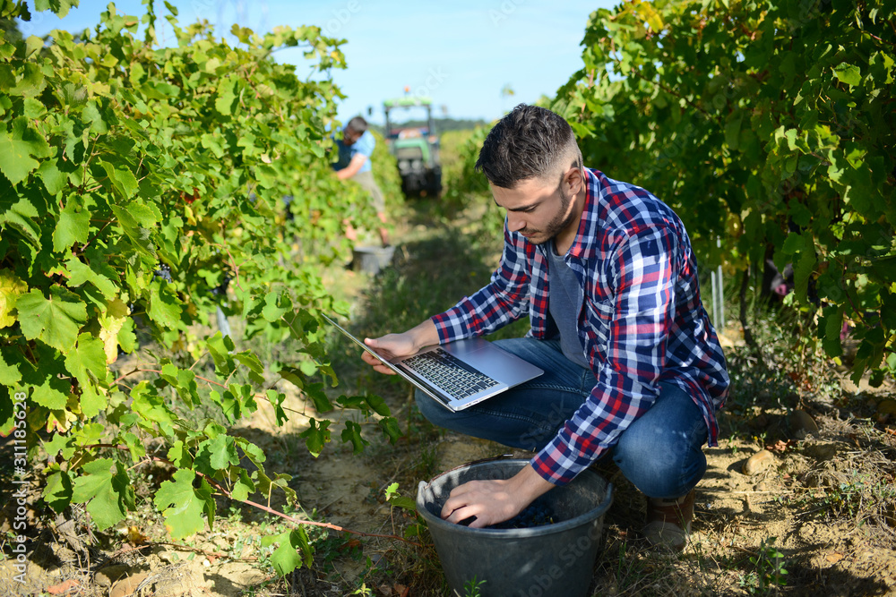 handsome man farmer in the vine, harvesting ripe grape during wine harvest season in vineyard handsome man farmer in the vine, harvesting ripe grape during wine harvest season in vineyard